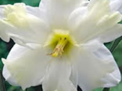   Нарцис (Narcissus) Cassata